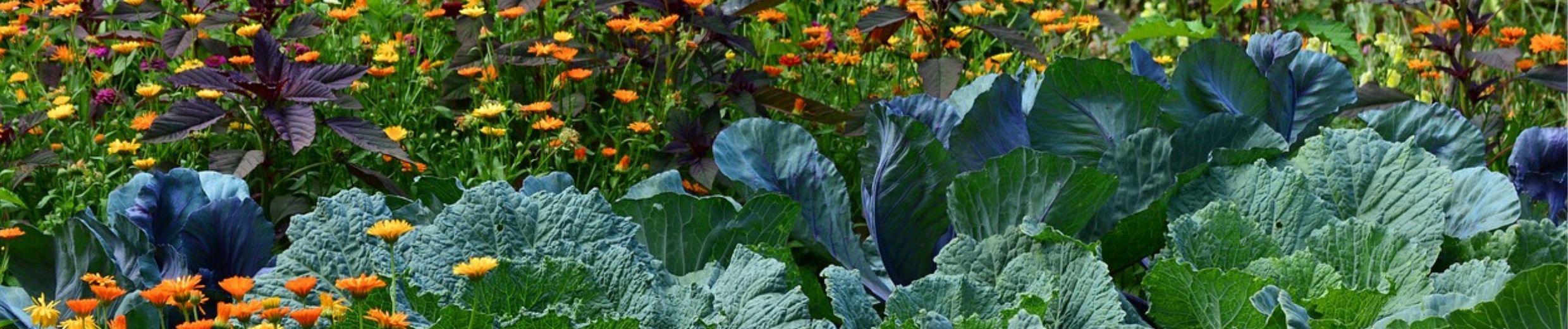 Agriculture naturelle, permaculture, variétés anciennes, agroécologie, semences paysannes