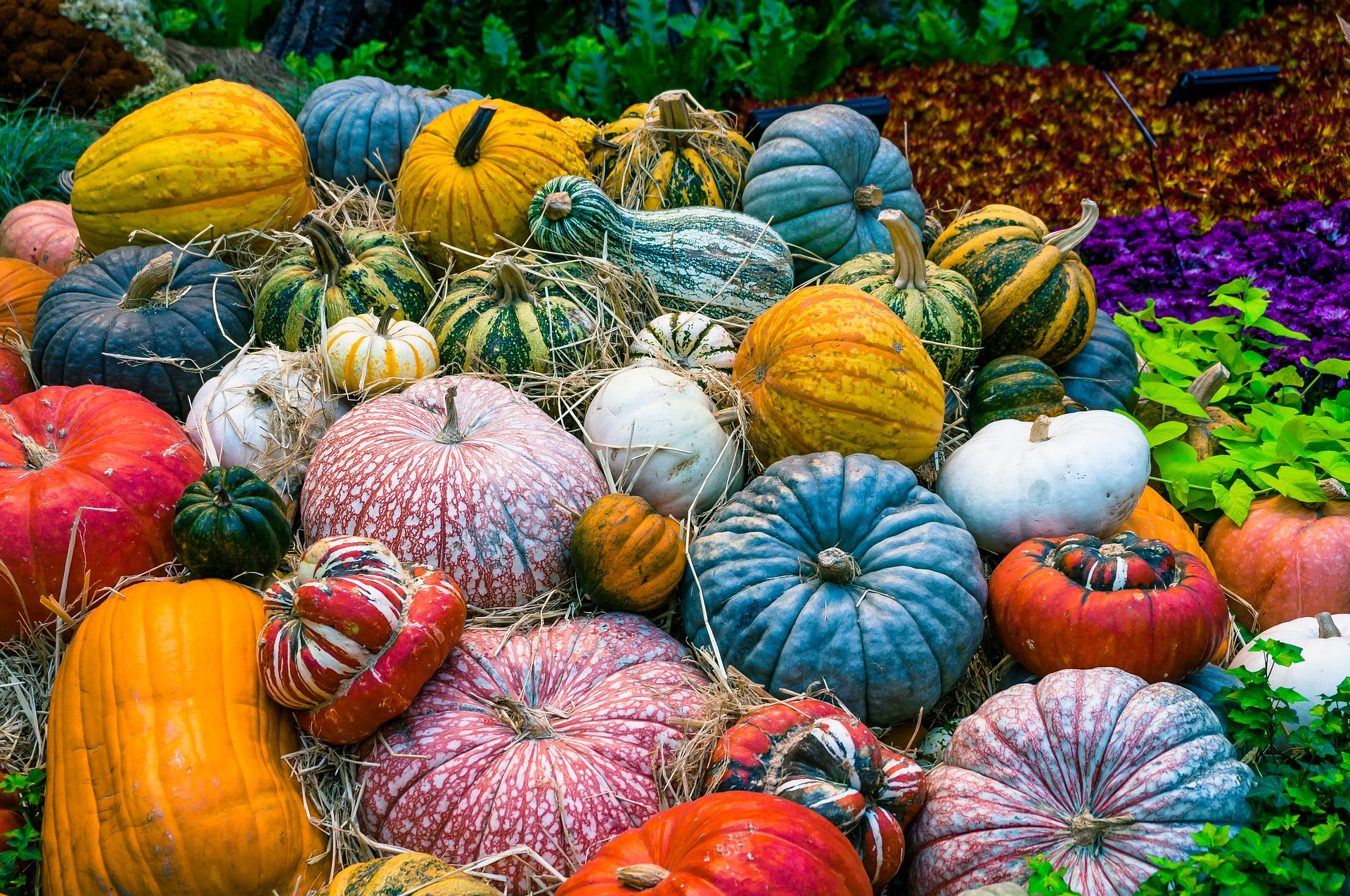 Courges, variétés anciennes, variétés population, plants bio, brest