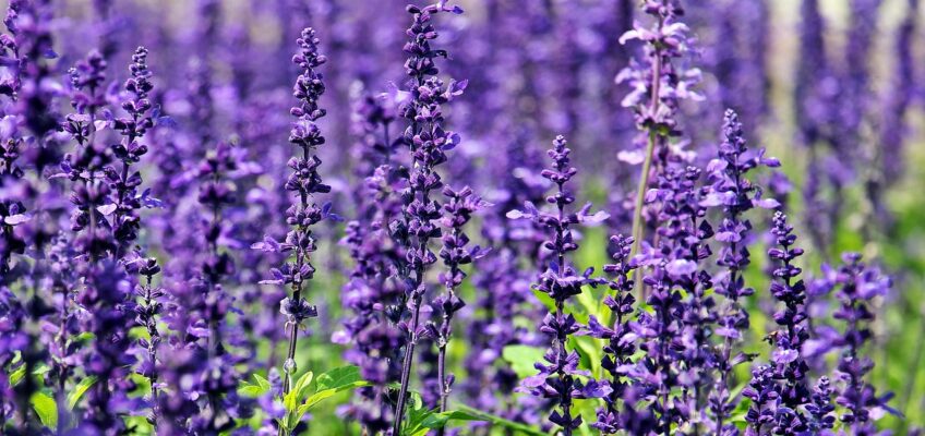 Plantes aromatiques, plante compagne, plants bio, potager, st renan, brest