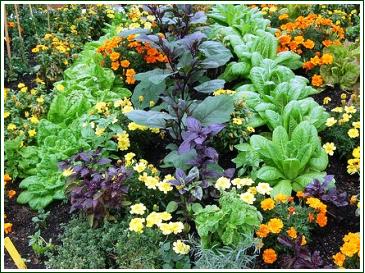 Plantes compagnes, permaculture, plants bio, potager bio, st renan, brest