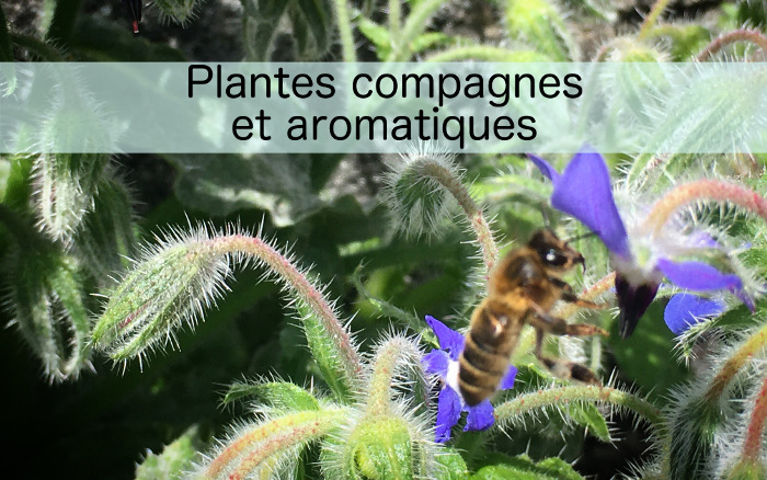 Plantes compagnes et aromatiques bio, potagers, brest, saint renan, Hadenn