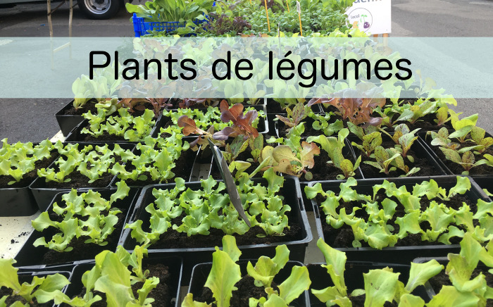 Plants de légumes bio production locale et vente sur place et marché de Saint Renan, près de Brest, Finistère