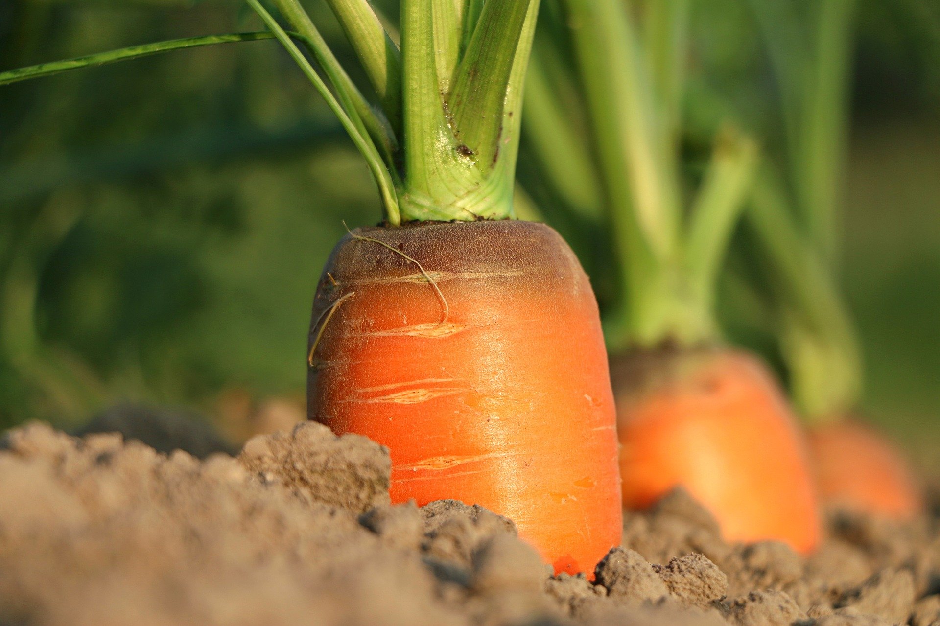 Plants de carotte, bio, racines, sol