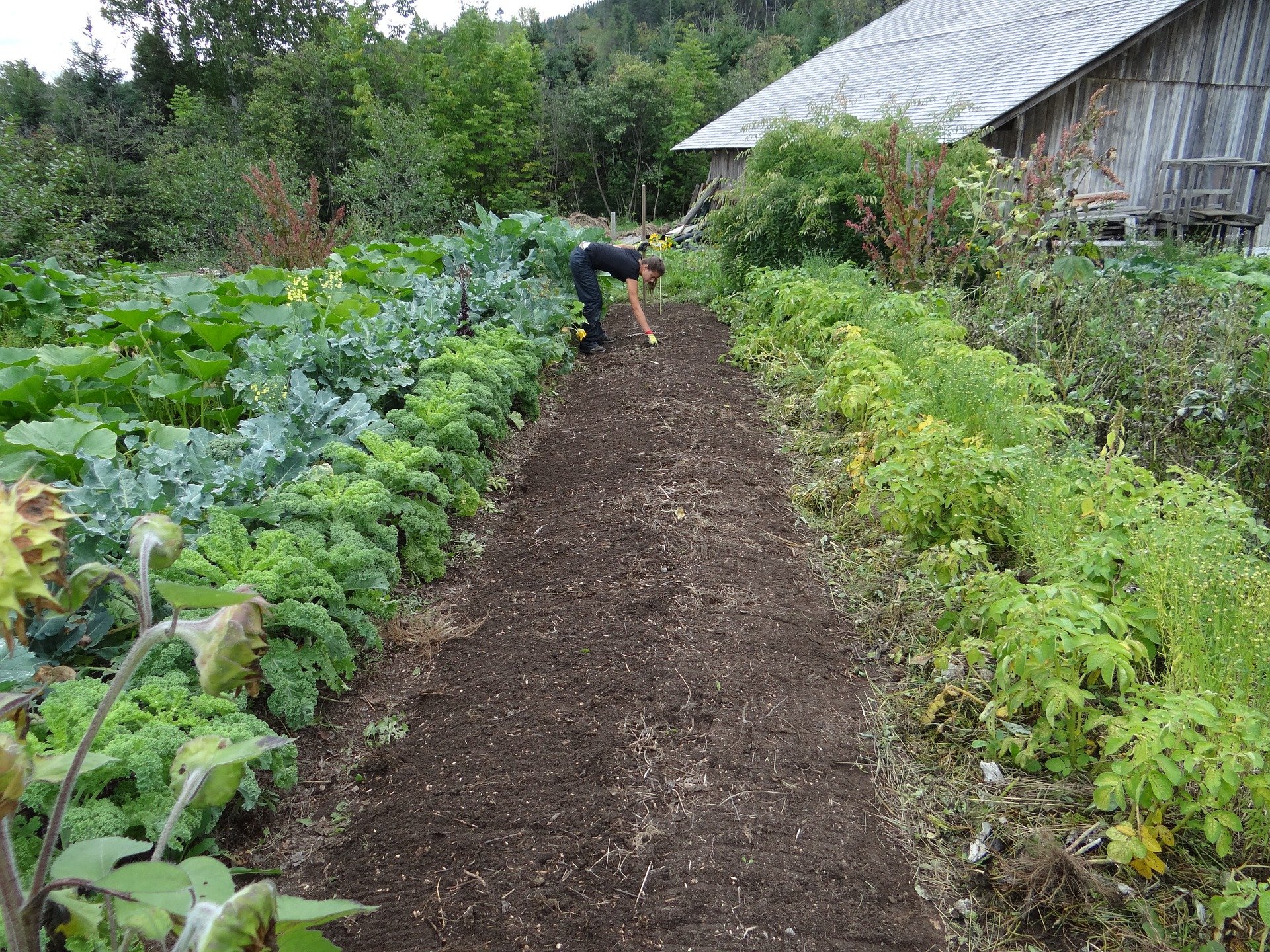 Potager bio, récolte