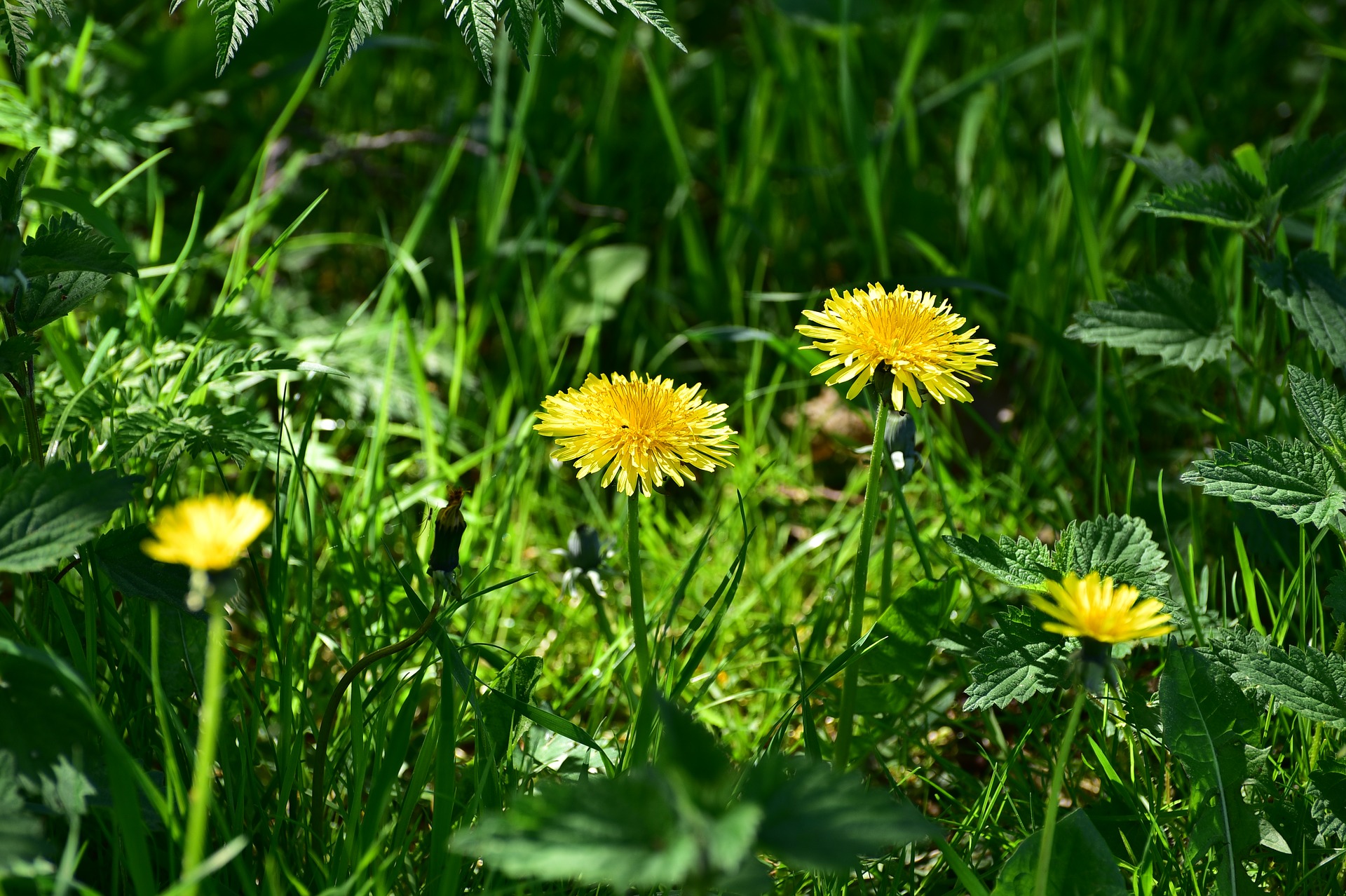 Plantes sauvages, cueillette, santé, fleur