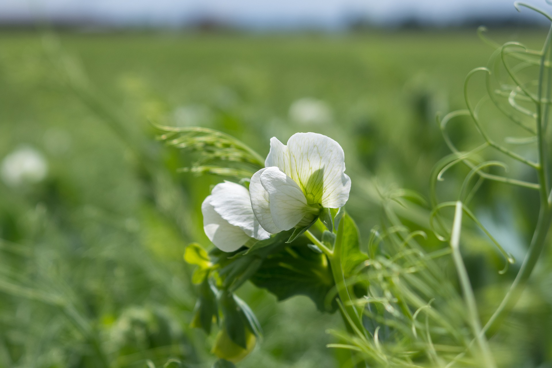 Légumineuse, pois, engrais vert, fleur, champ, bio