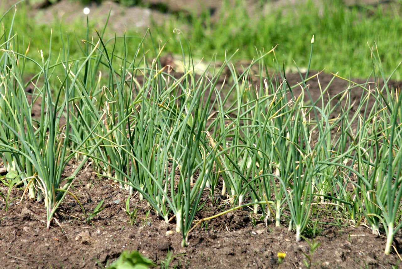 Potager bio, sarclage, plants bio, finistère, brest, saint renan