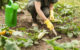 Potager bio, sarclage, plants bio, finistère, brest, saint renan