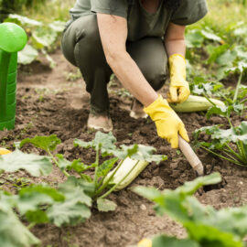 Potager bio, sarclage, plants bio, finistère, brest, saint renan